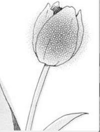 makka-na-tulip-wo-kimi-ni