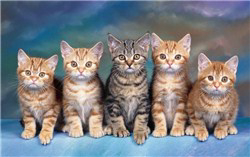 tam-cam-phien-ban-meo